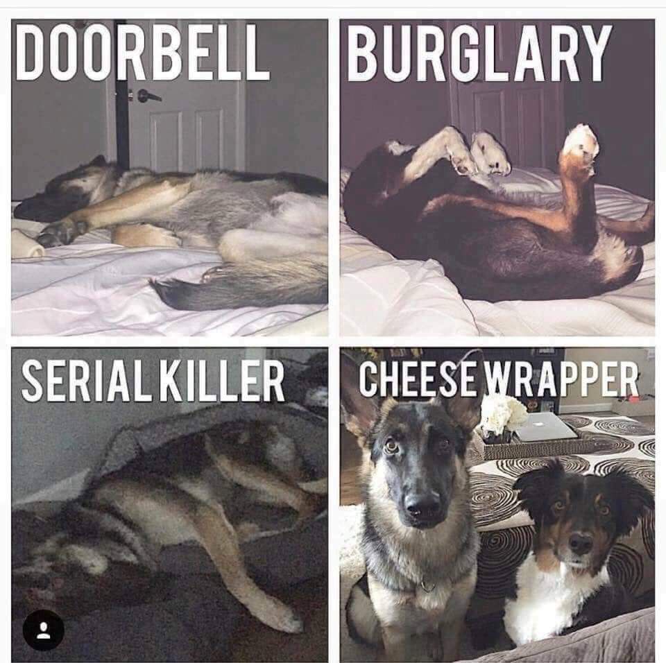 Is anyone elses dog like this?