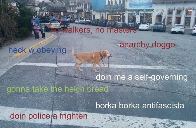 Good boy