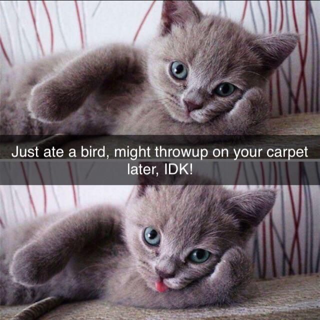 Ate a bird, might throwup on your carpet later, IDK!