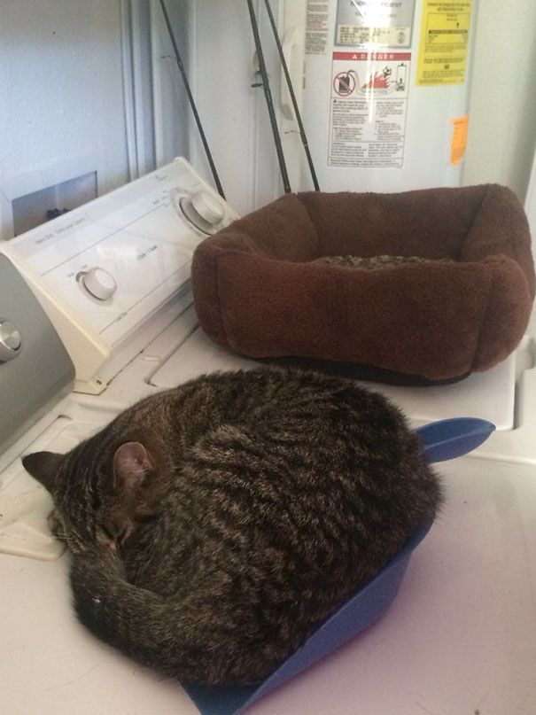 Cat Bed. She Chose The Dust Pan