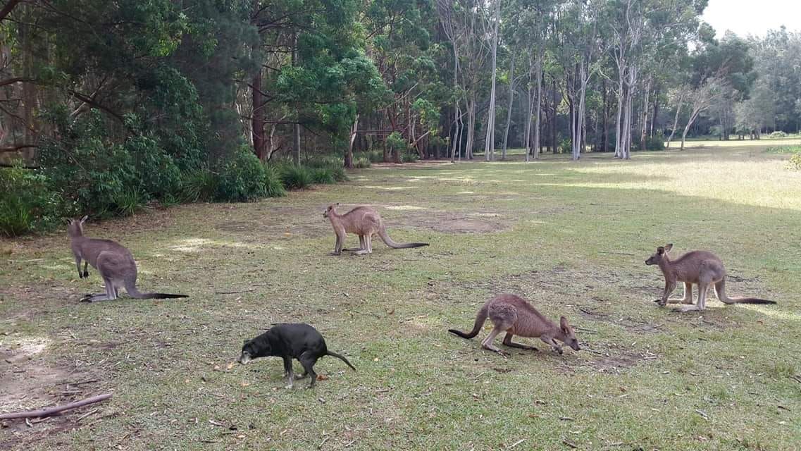 The rare black kangaroo.