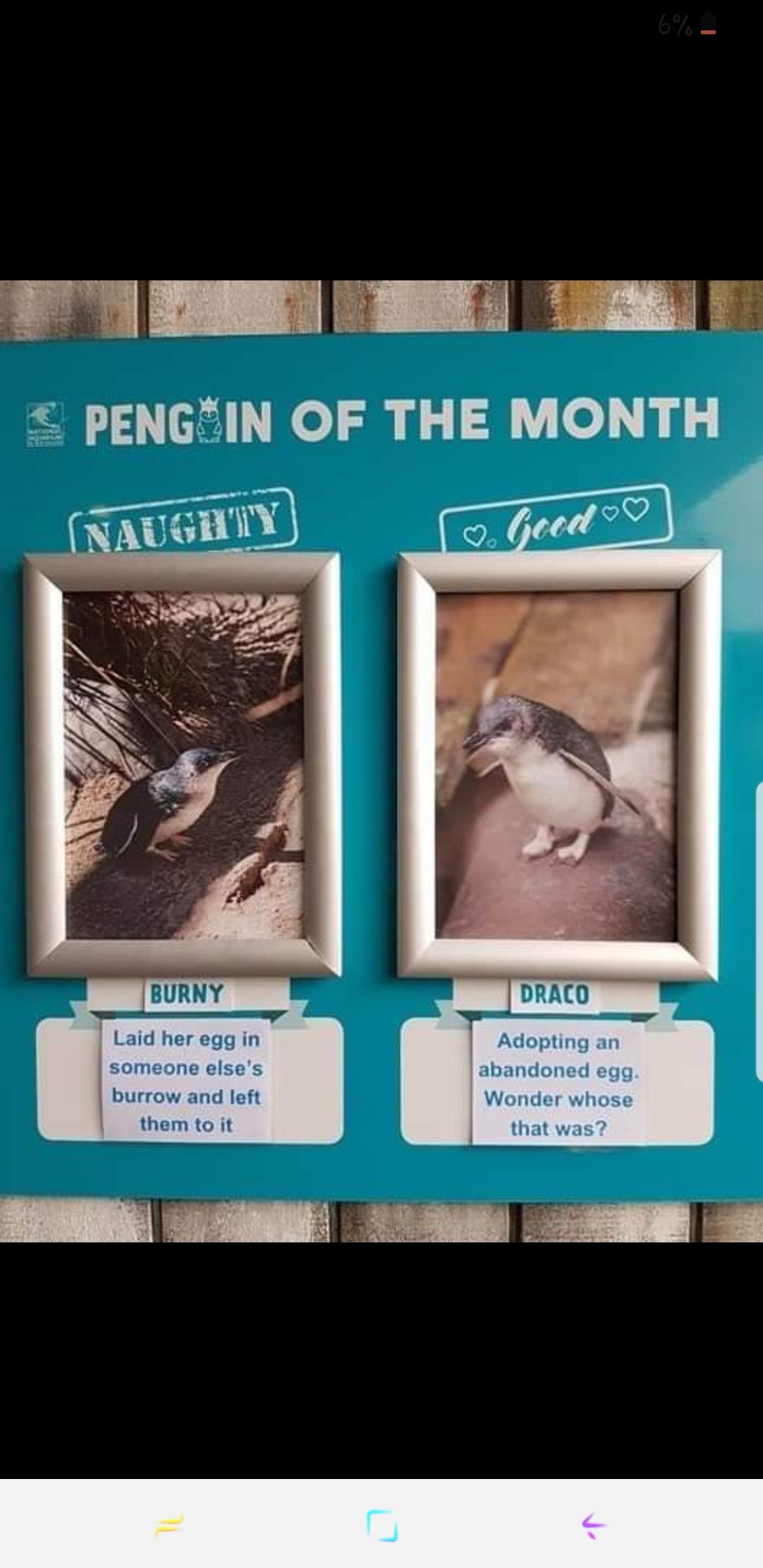 I look forward to the National Aquarium of New Zealand's naughty/good penguins every month!