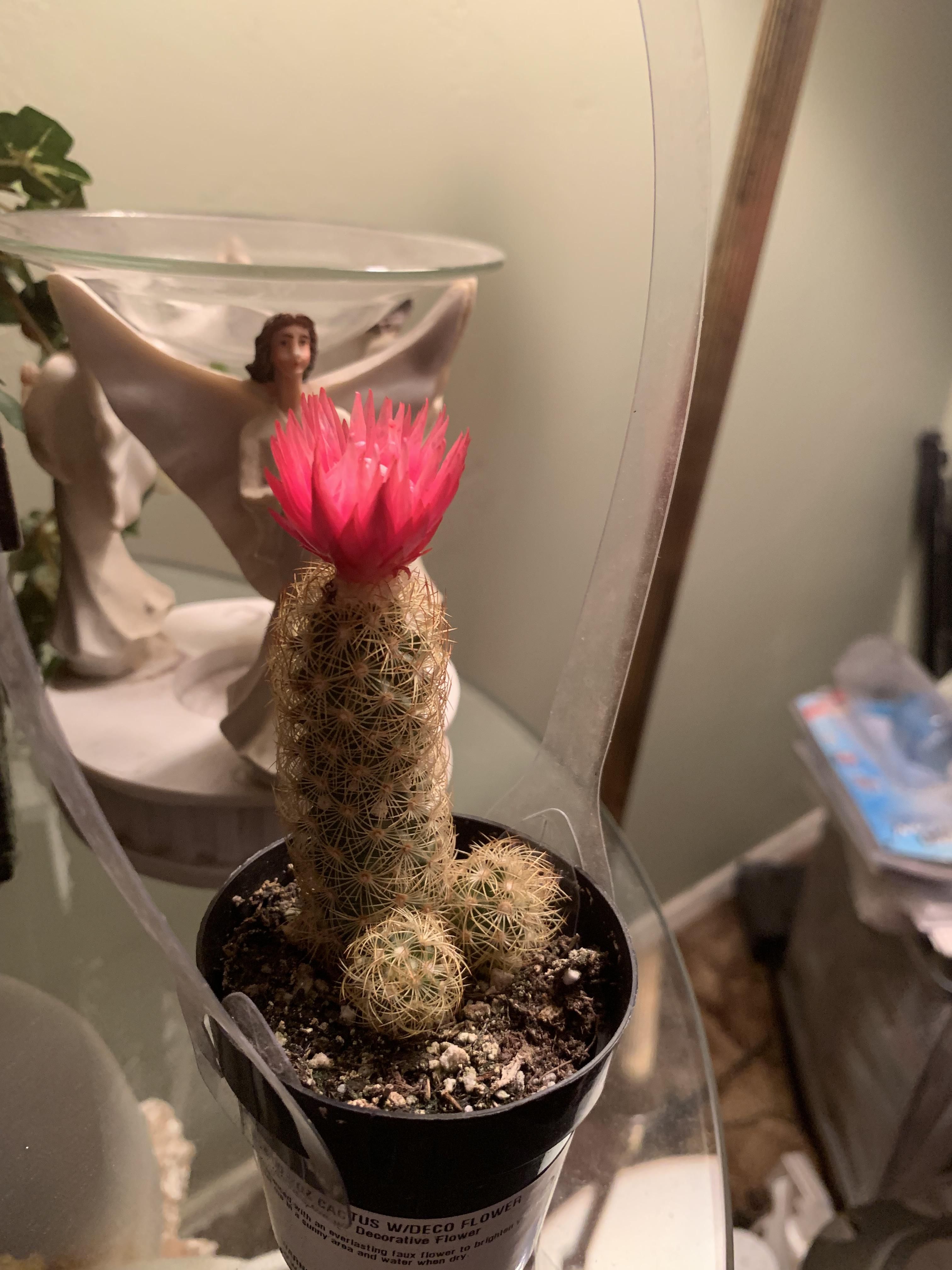 My grandma collects cacti, she says this one will only grow 6 inches.