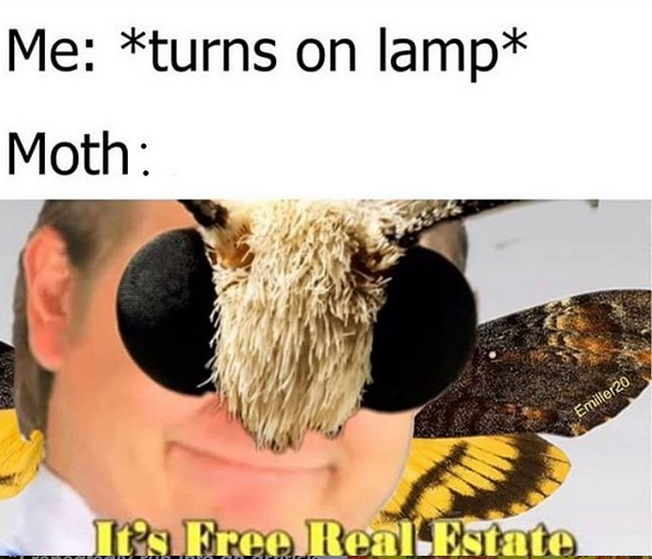 The light.