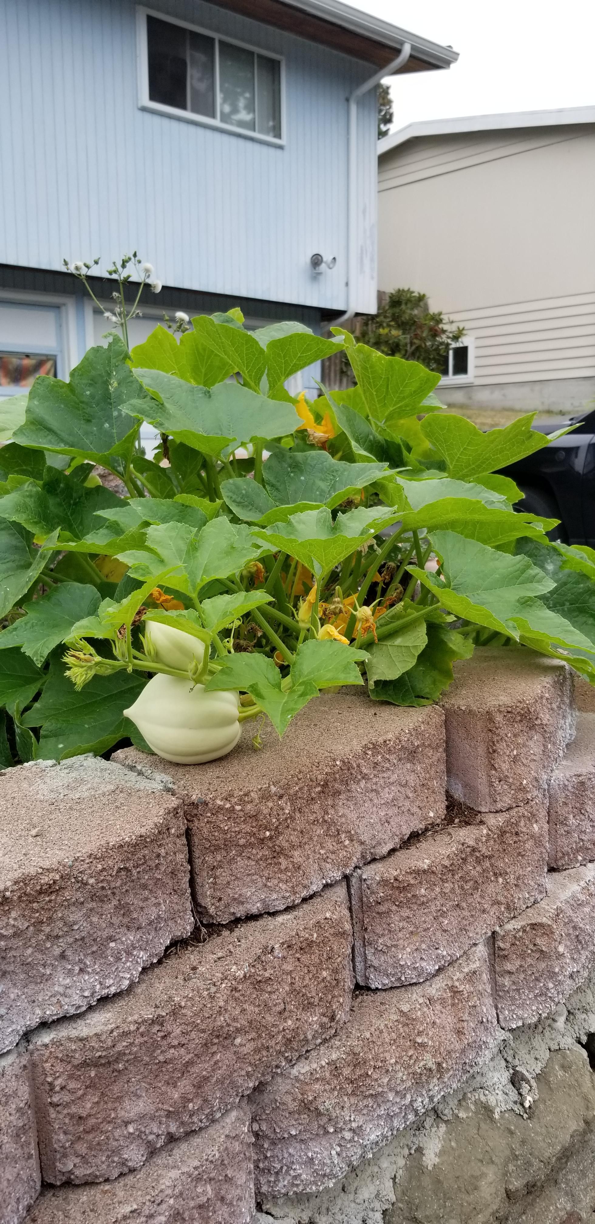 Last year my roommate threw a rotting pumpkin in the yard. This year we have a pumpkin patch.