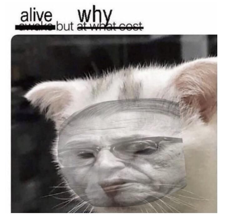 Sad cat.