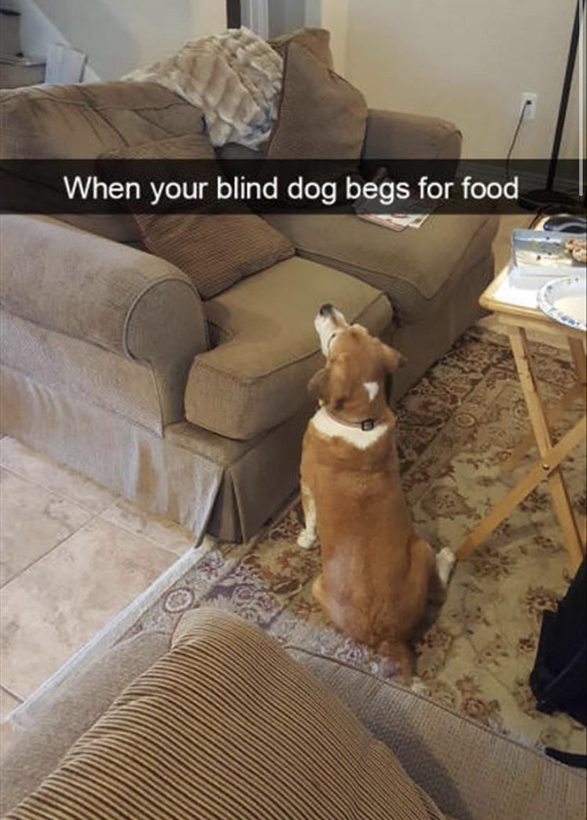 No see dog