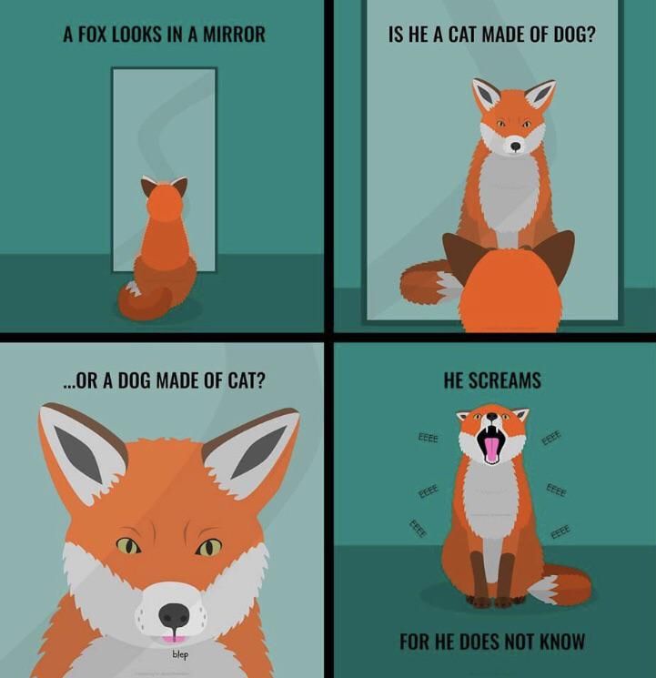 The fox doesn’t know