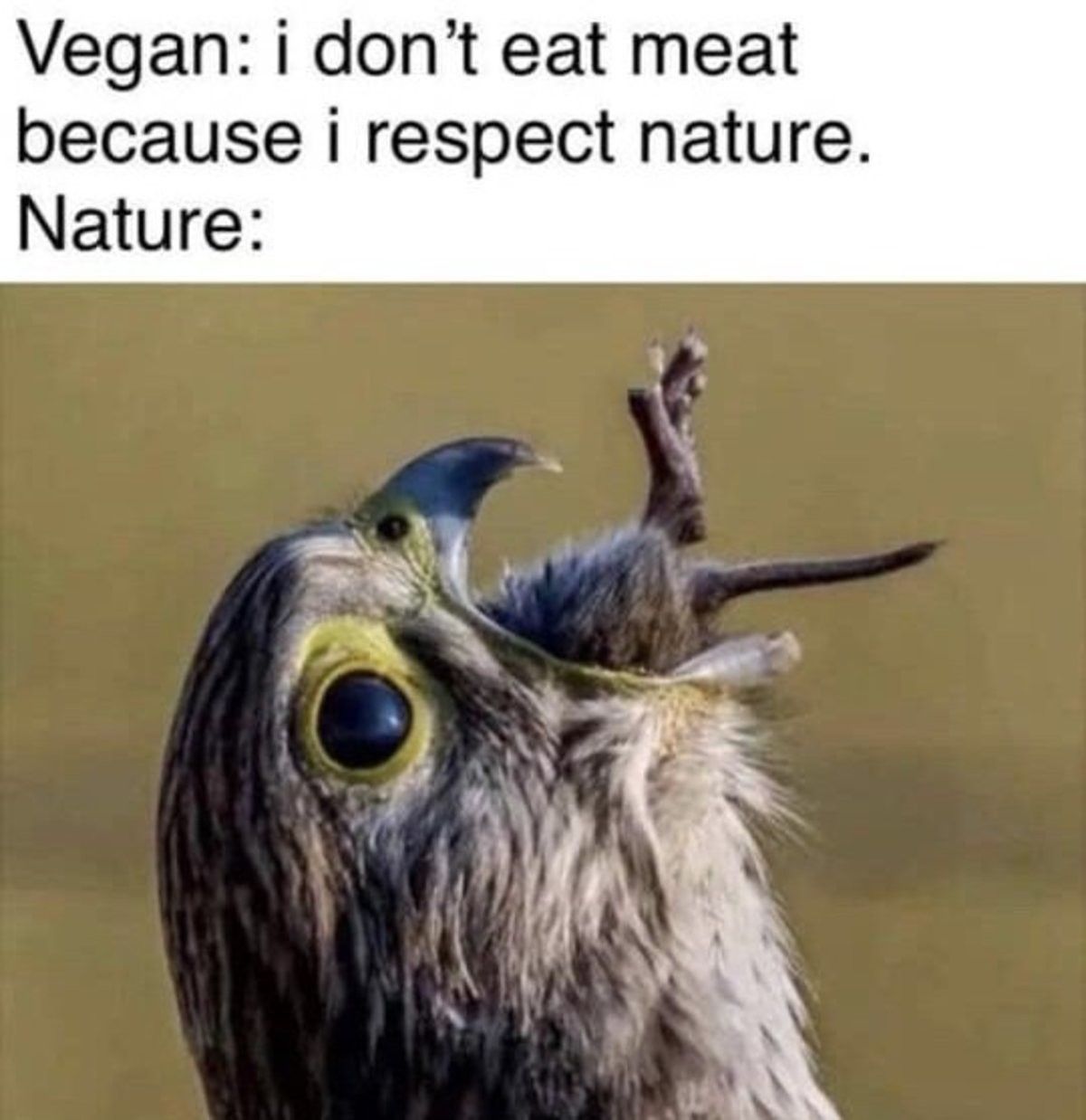 Meats eats meat