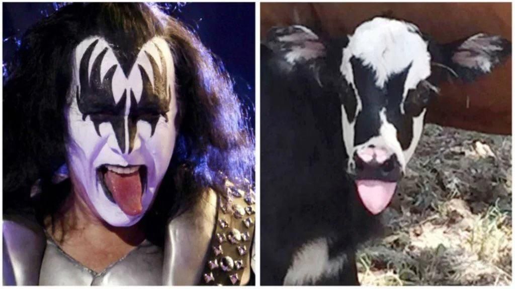 Don’t have a cow, Kiss fans!