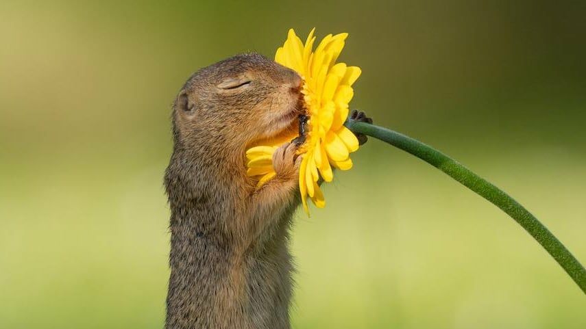 Squirrel smelling dandelion