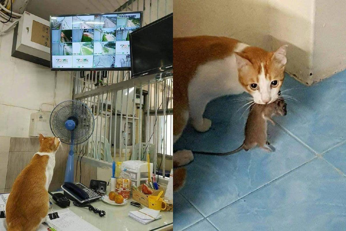 Cat uses surveillance cameras to hunt a rat