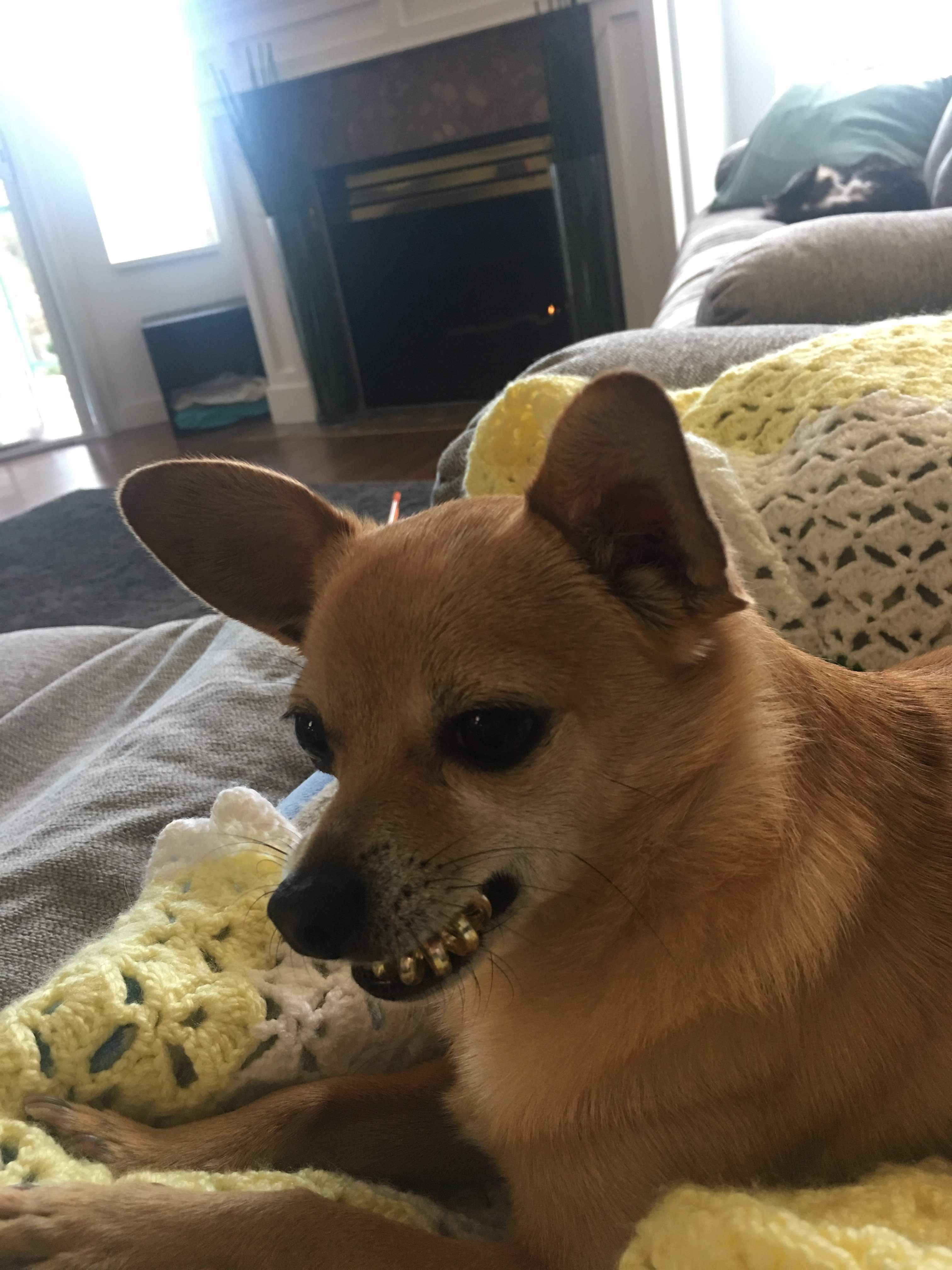 My dog likes to fetch hair ties and hold them in his mouth, making him look like he's wearing grills