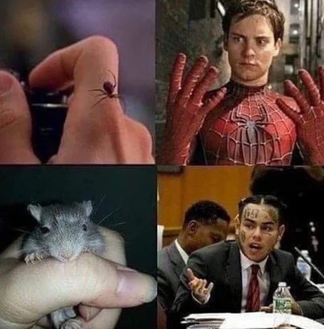 rat