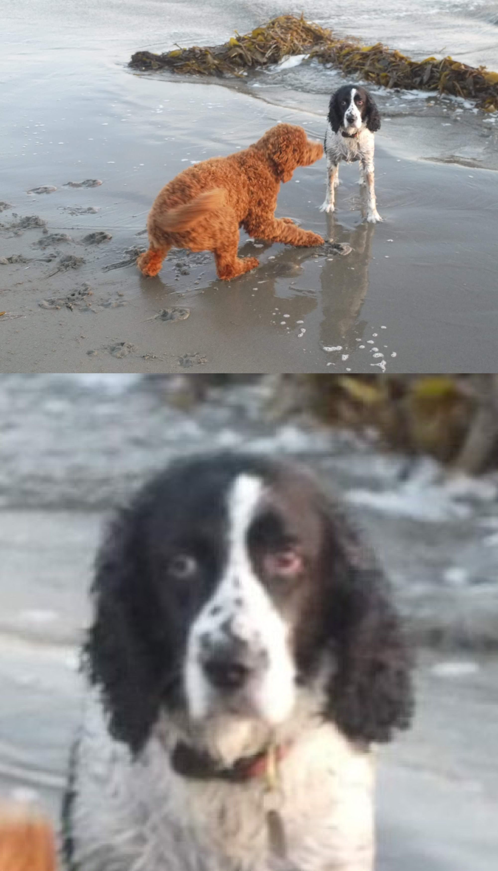 My cousin's 11 year old dog was being bothered by a puppy on the beach.