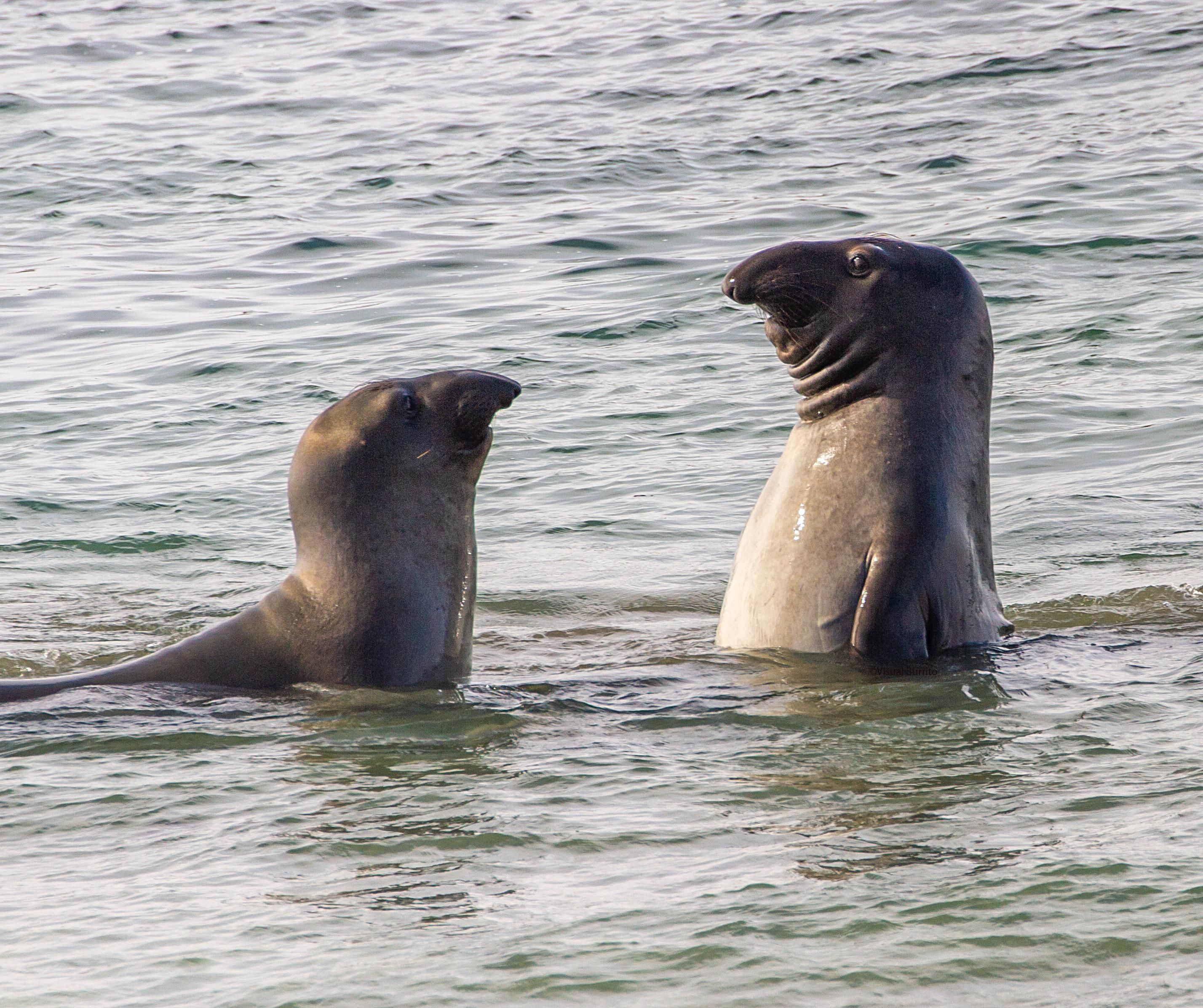 I saw awkward seal in real life last weekend