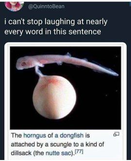Dongfish