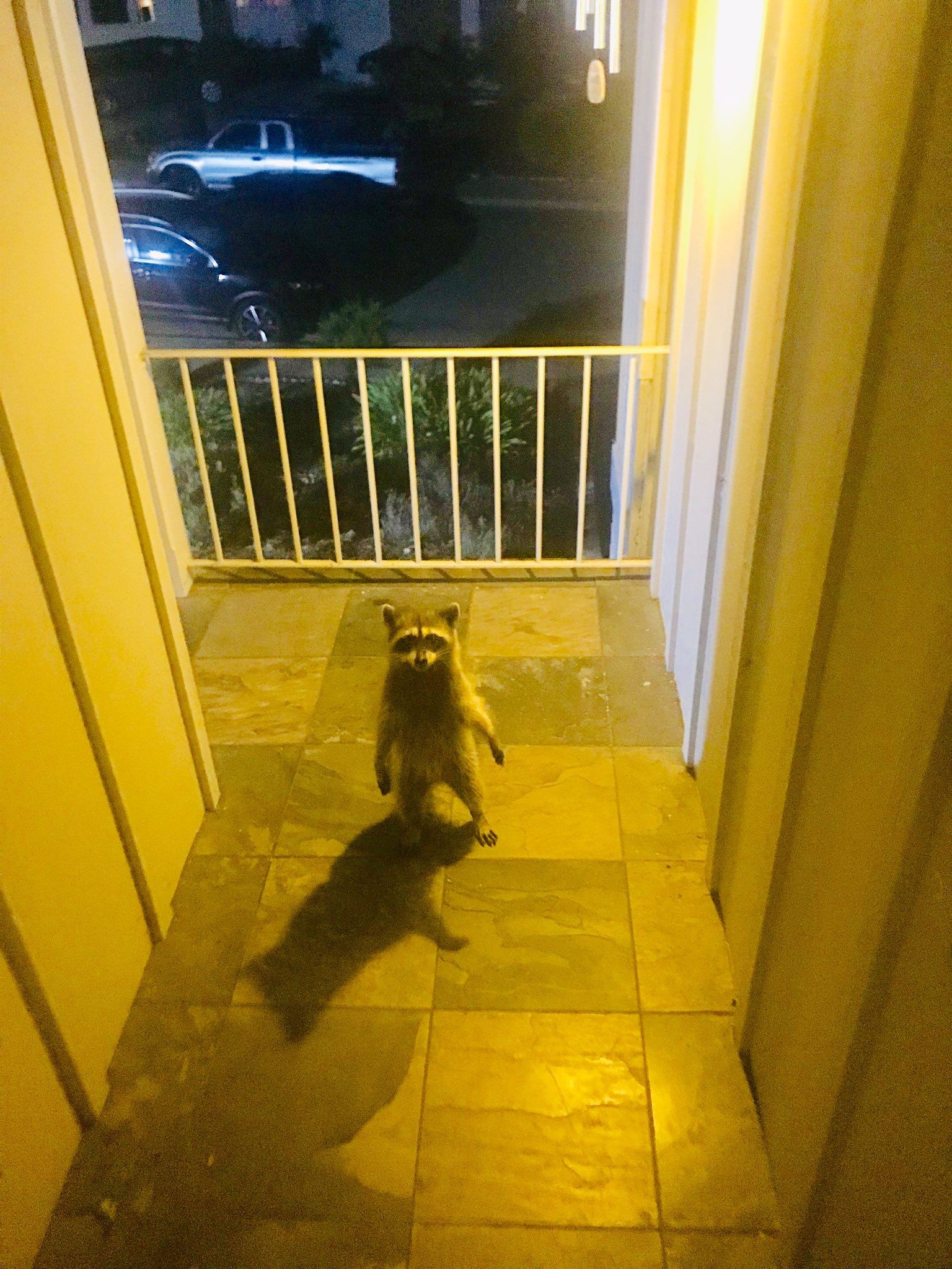 I came home last night to find this thief just standing there menacingly.