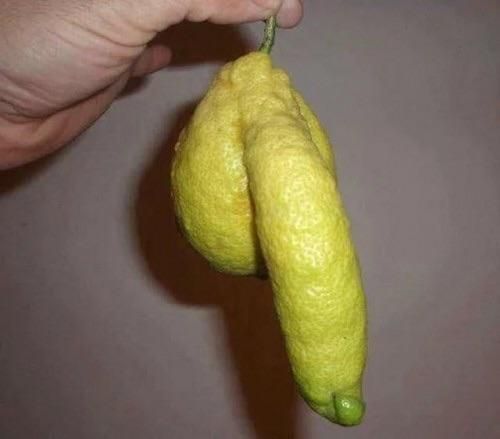 lemon donger