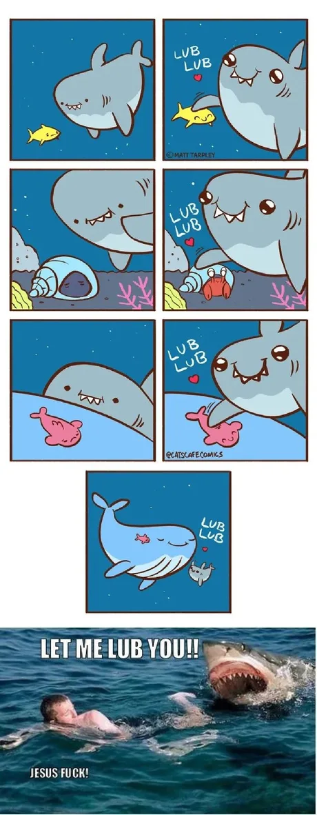 Sharks are just misunderstood