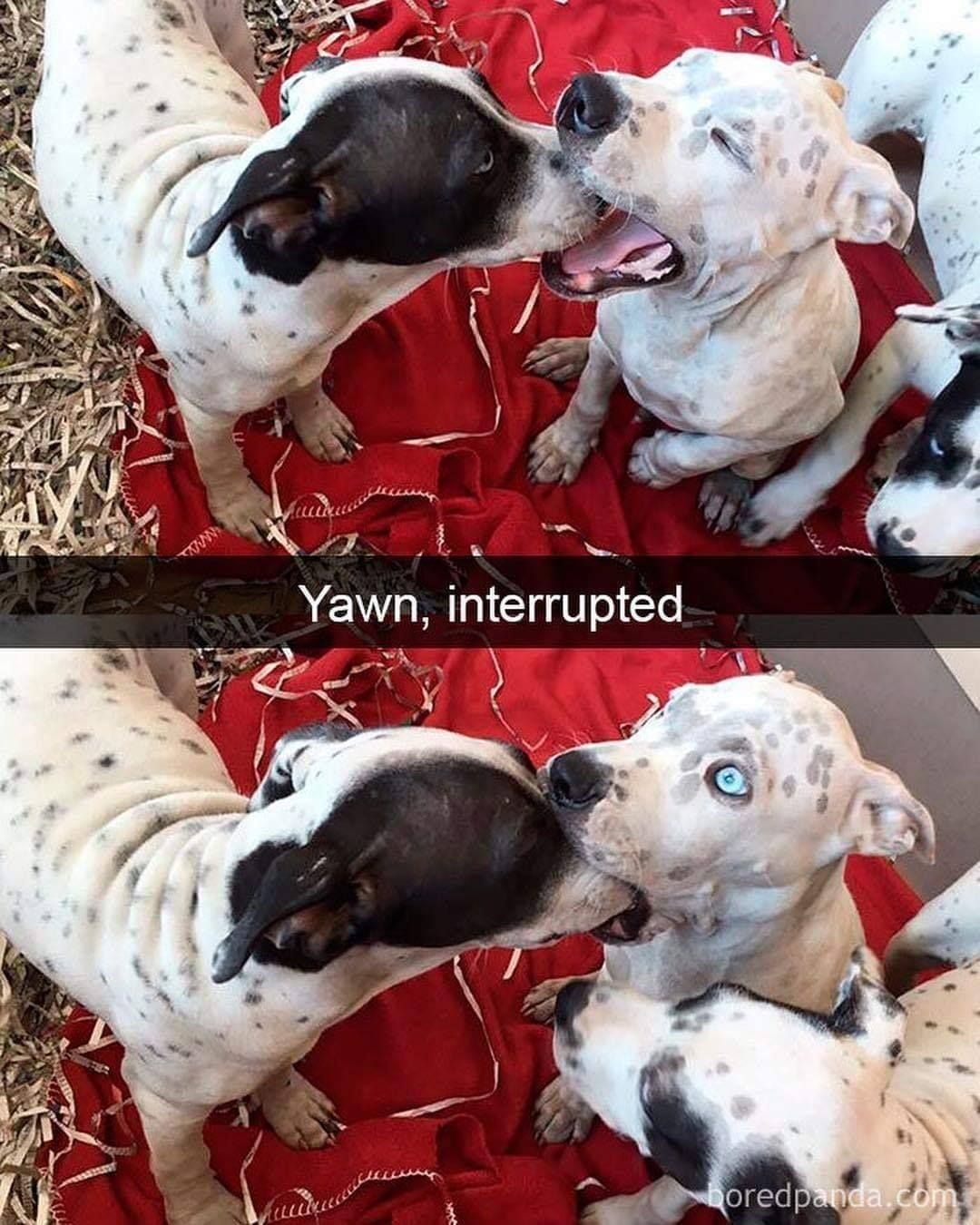 Yawn, interrupted