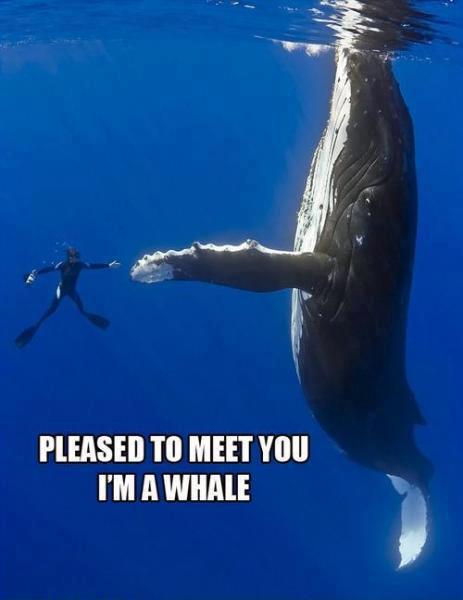 Hello, im human