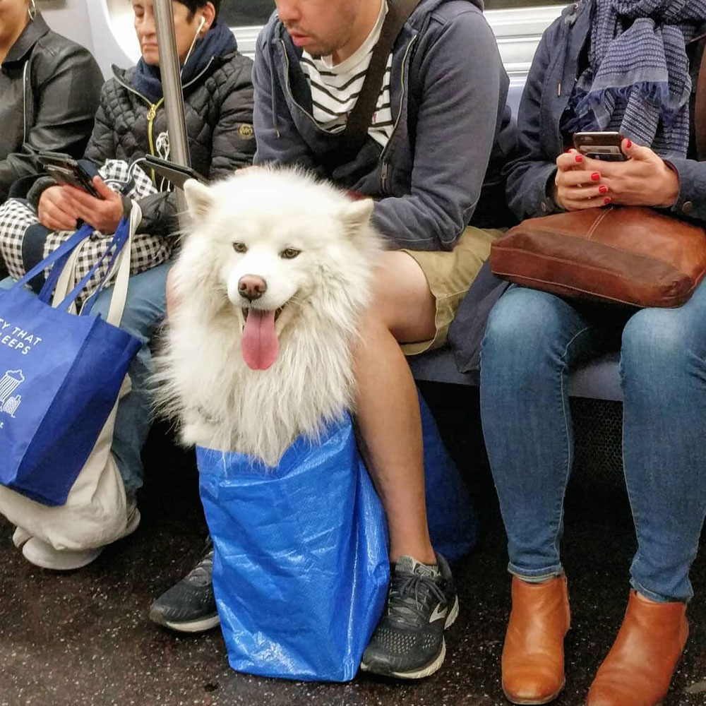 So the NYC Subway has banned dogs unless they 'fit in a bag' and New Yorkers got creative.
