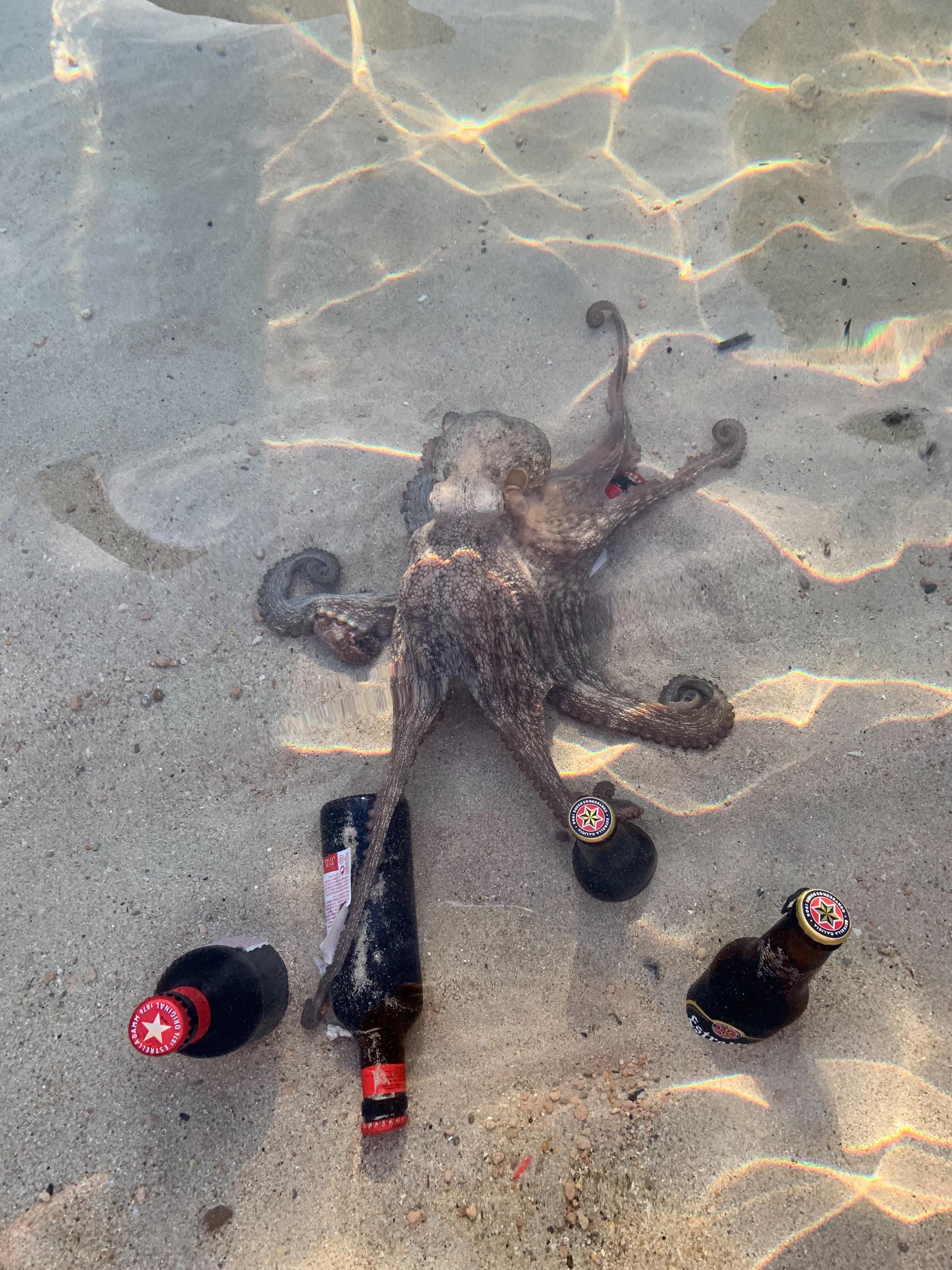 I just tried to chill my beer in the sea, when an octopus stole it...