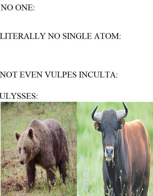 BEAR & BULL & BEAR & BULL & BEAR & BULL & BEAR & BULL & BEAR & BULL &