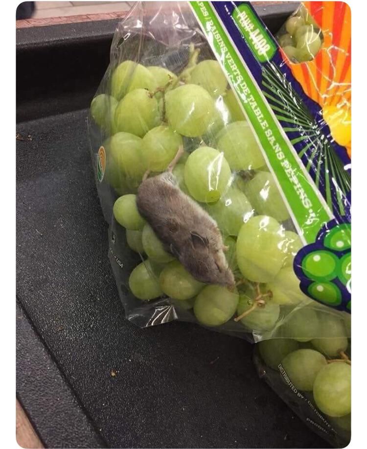 There’s ***ing grapes in my mouse bag