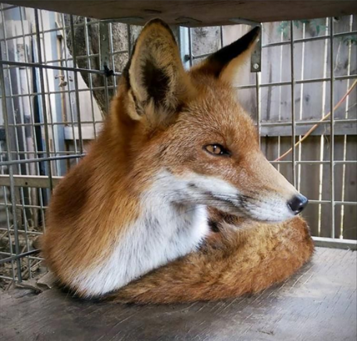 Foxes minimise their apparent size by folding their legs and bodies into the forth dimension so only their heads and tail remain.