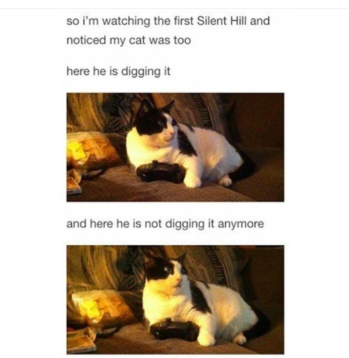 I think kitty wants a hug after that