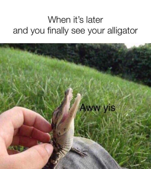 gator