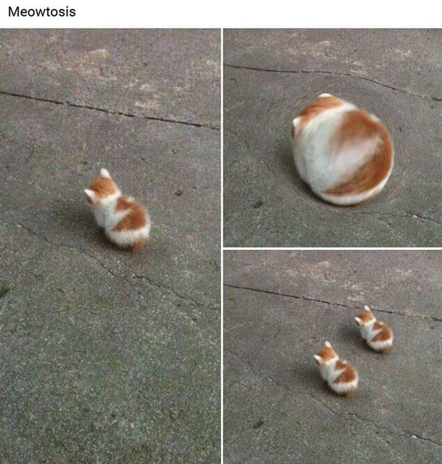 catosis