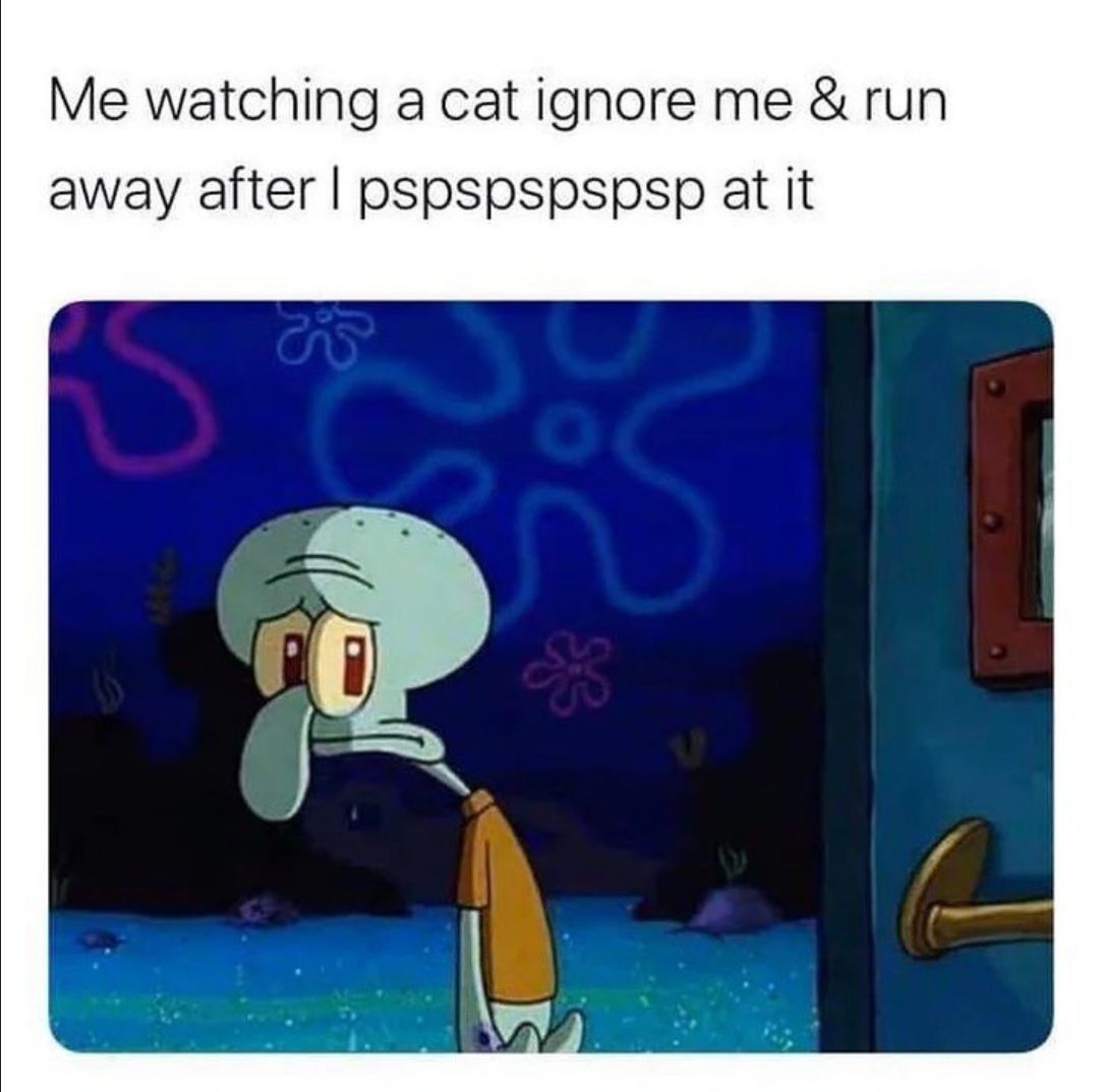 put me in jail for what i am about to do to that cat