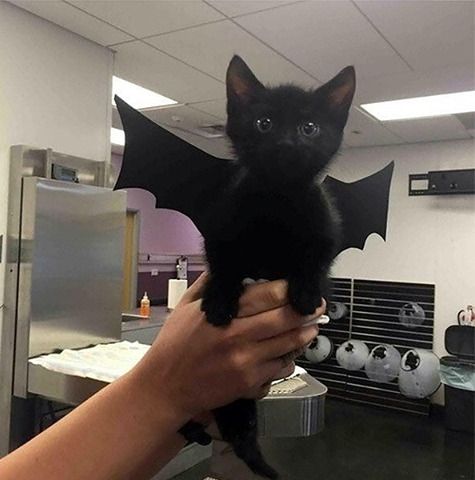I'm Batcat! Mew!