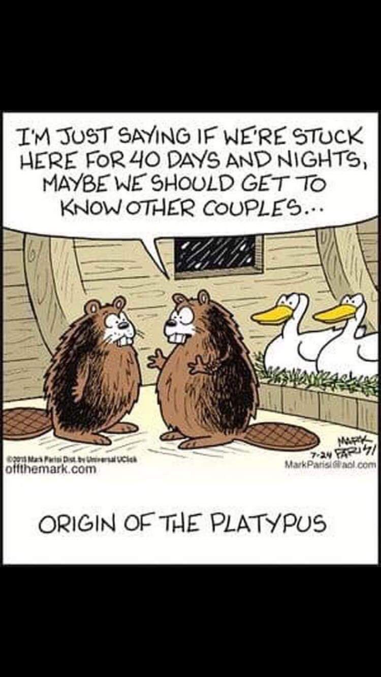 The origin of the platypus