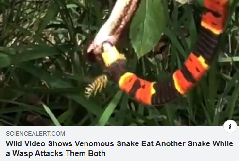 On today's episode of "Australia or Florida?"