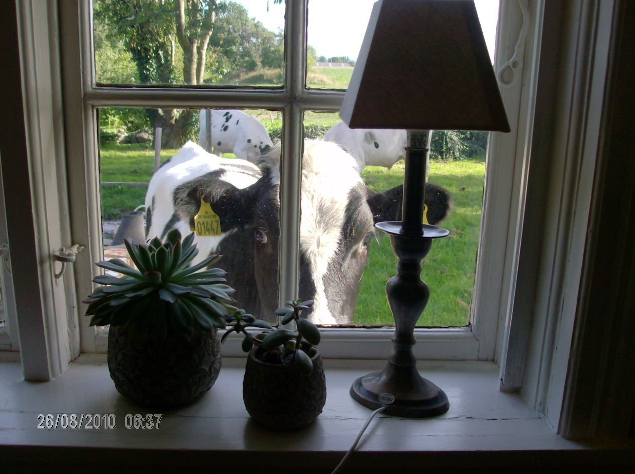 WTF cow, get out of my garden!!