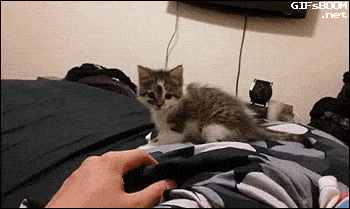 Man uses the force on poor kitten