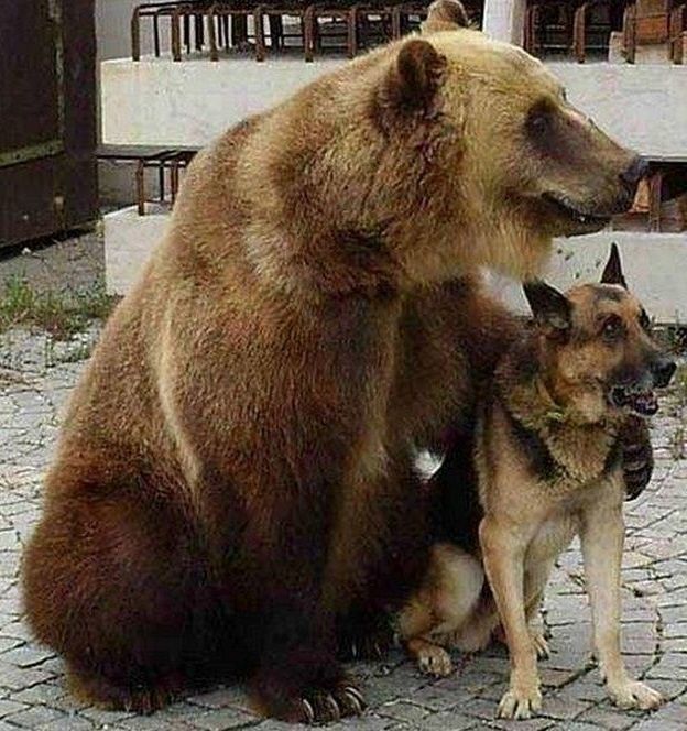 They both descended from "Bear Dog" ancestor. They are cousins.