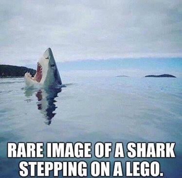 Shark steps on a LEGO