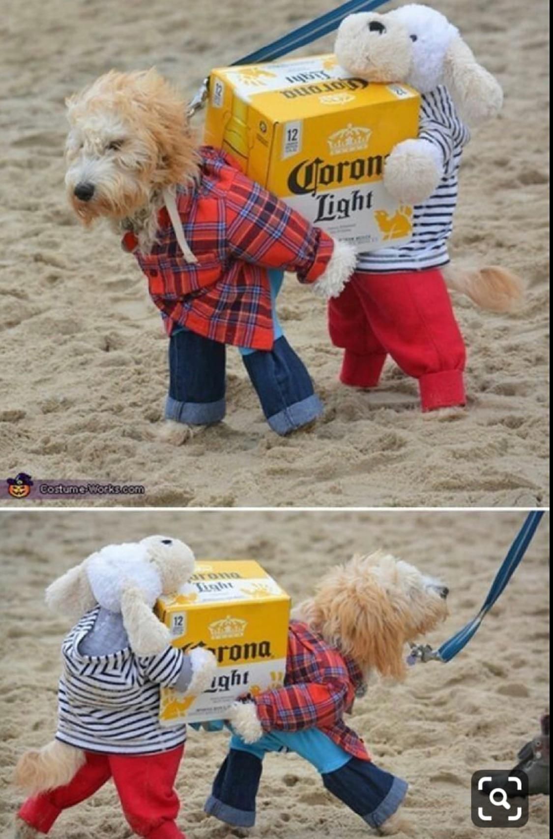 The best dog costume