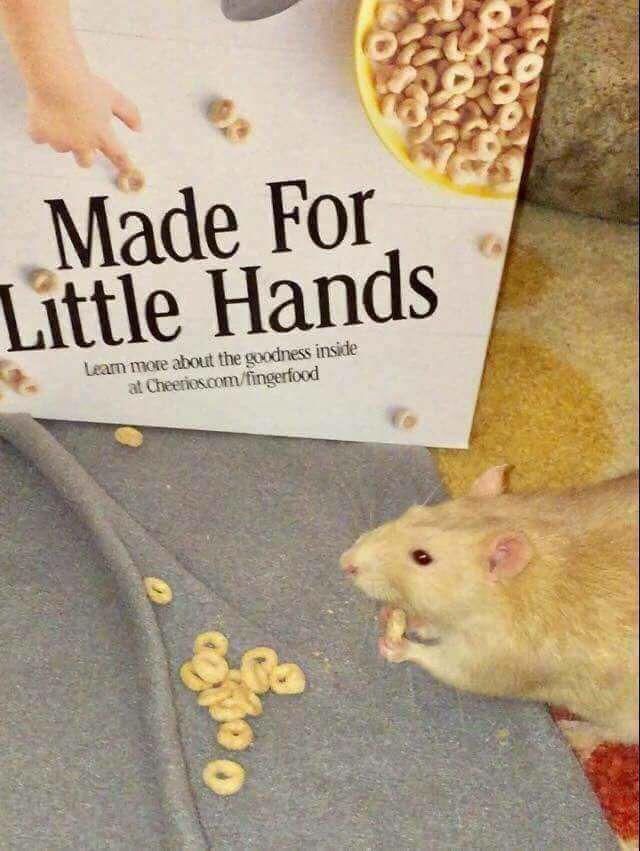 little hands