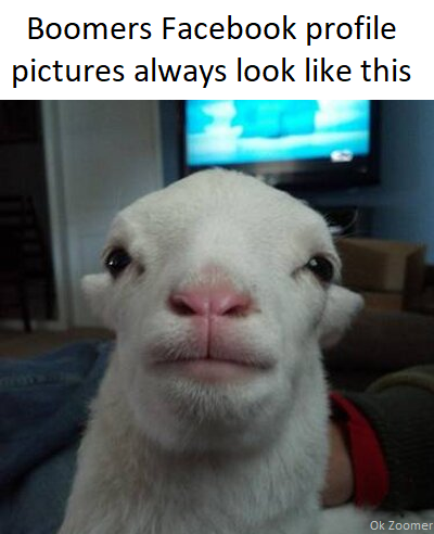 Timmy, how do I turn off the flash #memevember