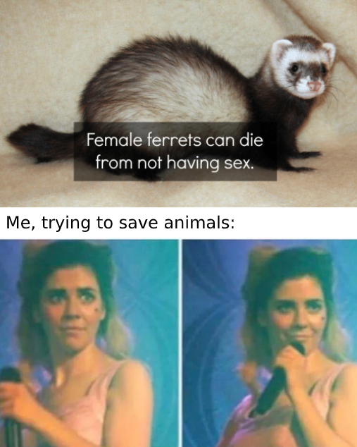 save the ferrets