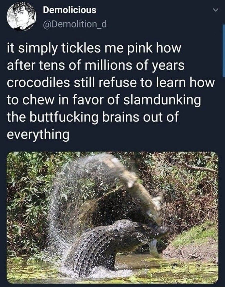And that's why crocs are awesome