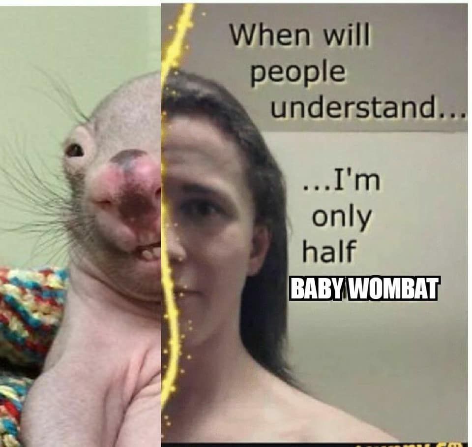 for halloween went as full baby wombat