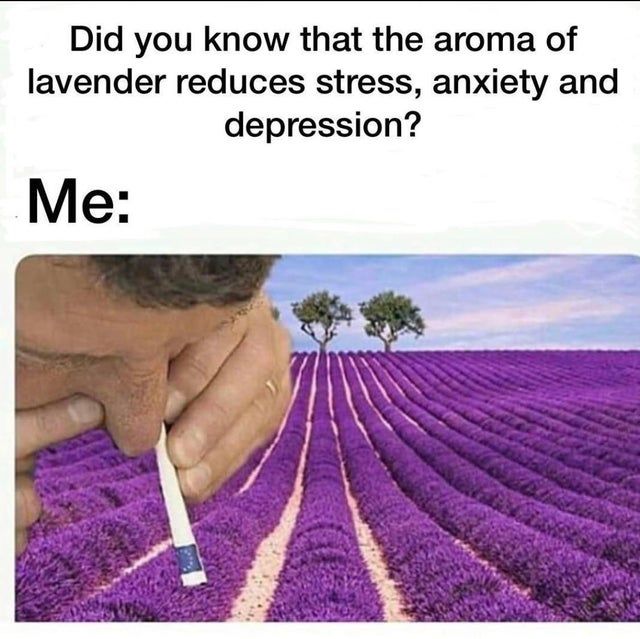 finally I know why I like lavender so much