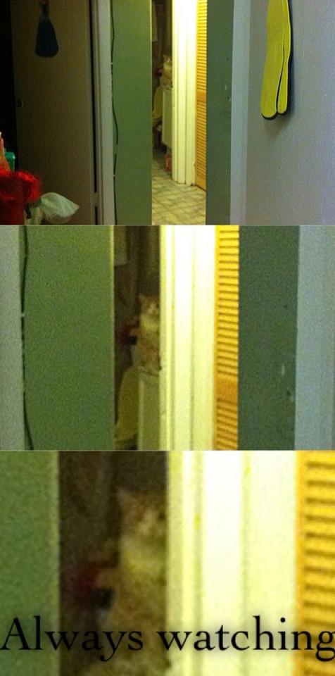 Cat is such a creeper